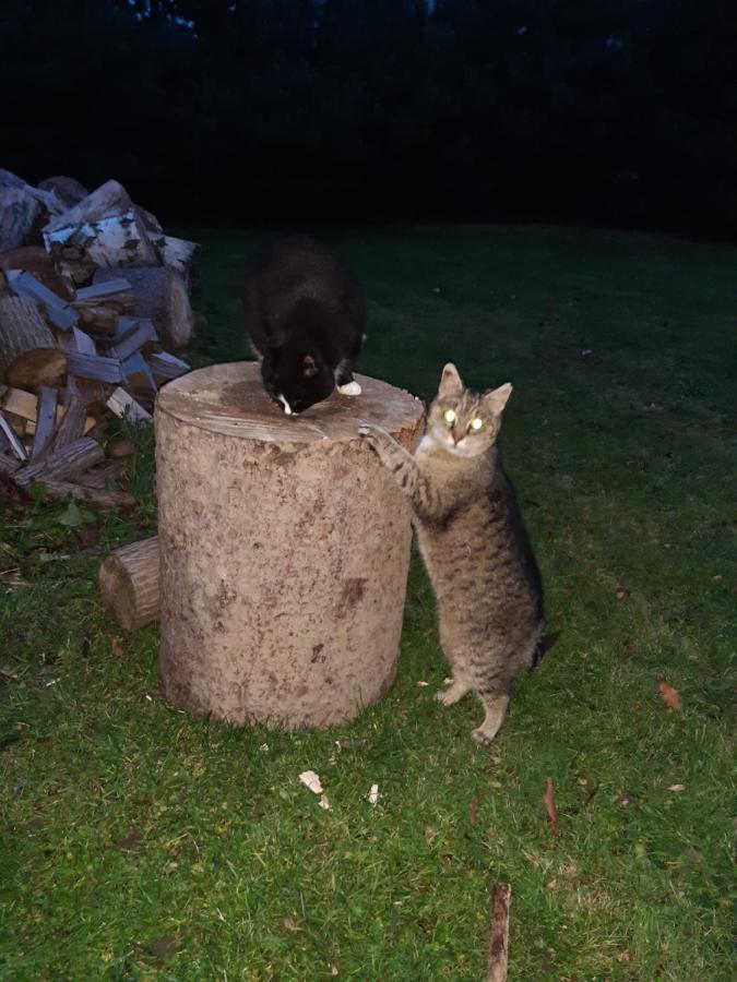 Agroturystyka Tam Gdzie Sosny Ścinawka Dolna Exterior foto