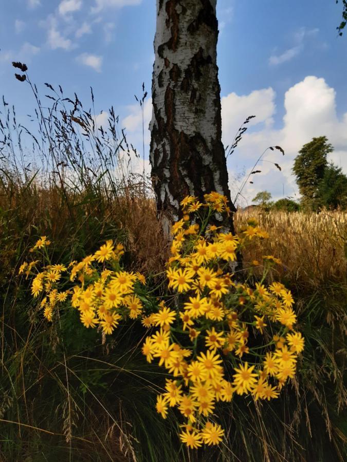 Agroturystyka Tam Gdzie Sosny Ścinawka Dolna Exterior foto